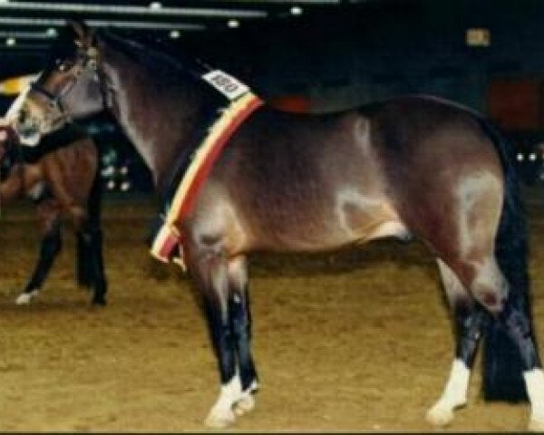 stallion Berkhof's Sunlight (New Forest Pony, 1990, from Priory Prickle)