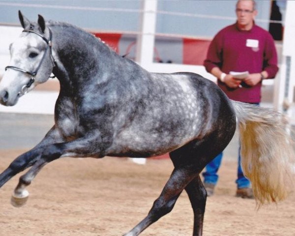 horse Comm's Forest Cannabis (New Forest Pony, 2007, from Paddington's O'Malley)