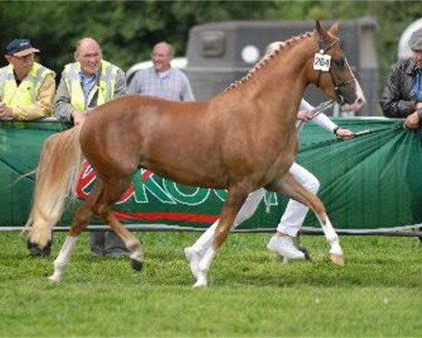 horse Jurohoeve's Ciska (New Forest Pony, 2005, from Paddington's O'Malley)