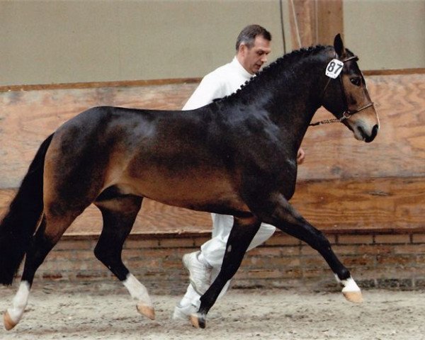 stallion Paddington's O'Malley (New Forest Pony, 2001, from Marits Mistique)