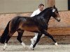 stallion Paddington's O'Malley (New Forest Pony, 2001, from Marits Mistique)