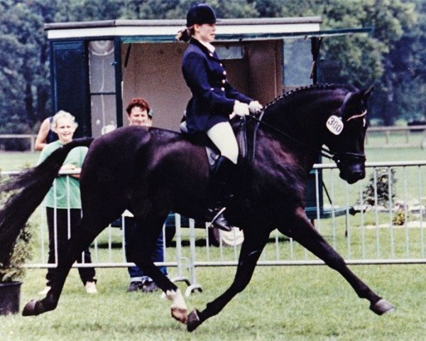 stallion Kantje's Armando (New Forest Pony, 1995, from Kantje's Ronaldo)