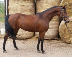 jumper La Bonja (Hanoverian, 2010, from Lordanos)