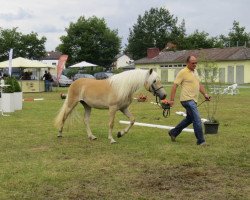 Zuchtstute Alabama (Haflinger, 2011, von Air Force II)