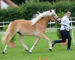 Zuchtstute Arosa (0,19% ox) (Haflinger, 2010, von Aaron-B)