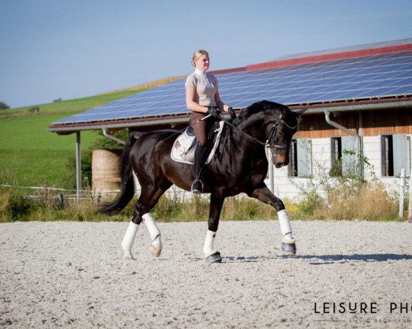 dressage horse Condiro (Hanoverian, 2002, from Contendro I)