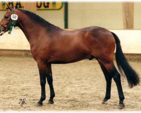 broodmare Justice H.R. (New Forest Pony, 1997, from Kantje's Ronaldo)
