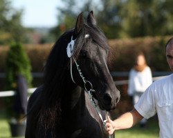 Pferd Arwen (Friese, 2008, von Jasper 336 P)