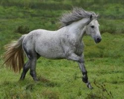 stallion Twilight Burning Twice (Connemara Pony, 1998, from Twilight Burning)