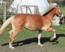 horse Alme (Haflinger, 2011, from Aaron-B)