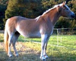 broodmare Nanni (Westphalian, 1998, from Nordtirol)