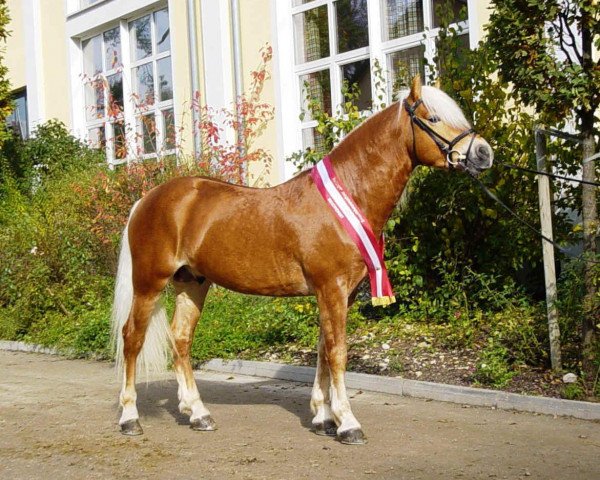 stallion Atlantic (Haflinger, 2001, from Amethist van de Heksenketel)