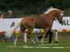 Deckhengst A-Oul Anbator (Haflinger,  , von Albator)