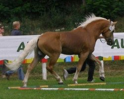 Deckhengst A-Oul Anbator (Haflinger,  , von Albator)