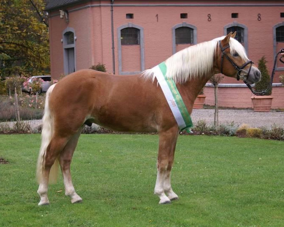 Deckhengst Ampere (Rheinländer, 2007, von Aristokrat)