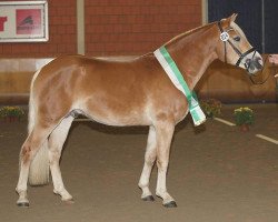 stallion Achat (Haflinger, 2011, from Ampere)