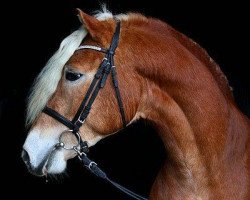 stallion Nathanel (Haflinger, 2009, from El.H. Notting Hill)