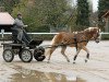 stallion Stand-Up (Haflinger, 2008, from Standing Ovation)