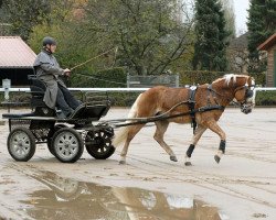 stallion Stand-Up (Haflinger, 2008, from Standing Ovation)