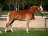 stallion Strippoker (Haflinger, 2010, from Starlington)