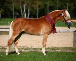 Deckhengst Strippoker (Haflinger, 2010, von Starlington)