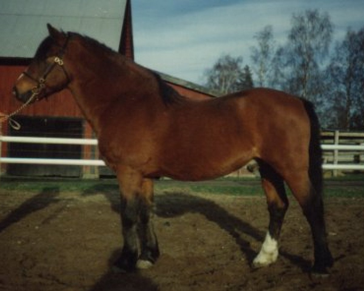 stallion Smedhults Cavat (New Forest Pony, 1971, from Merrie Master)