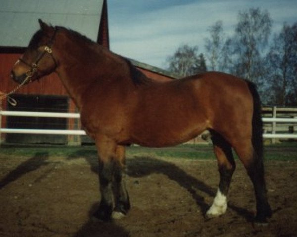 Deckhengst Smedhults Cavat (New-Forest-Pony, 1971, von Merrie Master)