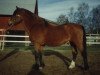 stallion Smedhults Cavat (New Forest Pony, 1971, from Merrie Master)