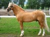 Deckhengst Fredriksbergs Dizney (New-Forest-Pony, 1984, von Smedhults Cavat)