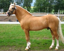 stallion Fredriksbergs Dizney (New Forest Pony, 1984, from Smedhults Cavat)