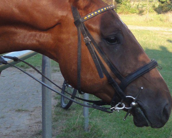 horse Picasso (Hanoverian,  , from Plural)