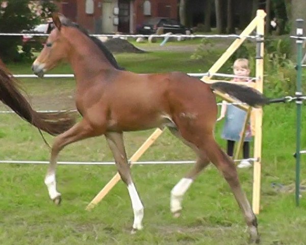 dressage horse Bon Bonus (German Sport Horse, 2013, from Bon Bravour)