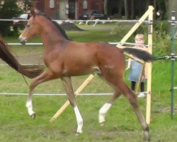 Pferd Bon Bonus (Deutsches Sportpferd, 2013, von Bon Bravour)