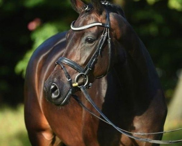 broodmare Schneeprinzessin 2 (Trakehner, 2010, from Elfado)