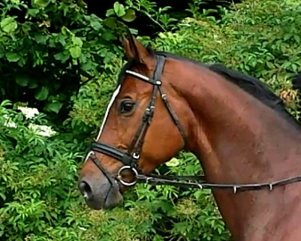 dressage horse Wallach von Charming (Oldenburg, 2005, from Charming 8)