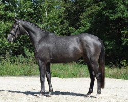 broodmare Beauvais (Trakehner, 2011, from All Inclusive)