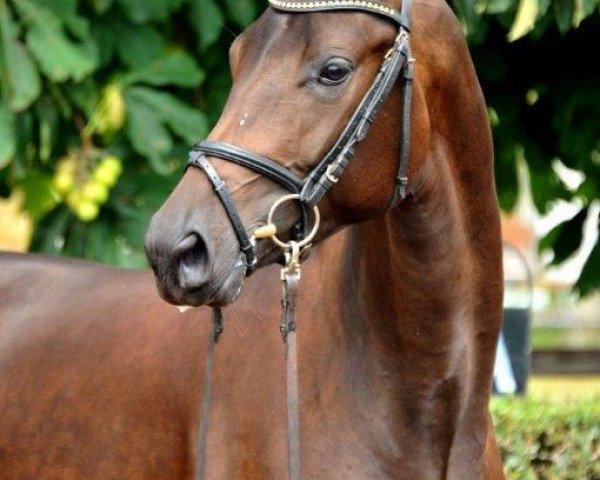 broodmare Offerte (Trakehner, 2012, from All Inclusive)