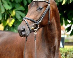 broodmare Offerte (Trakehner, 2012, from All Inclusive)