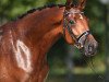 dressage horse Rock my life (Trakehner, 2010, from Donaudichter)