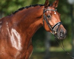 dressage horse Rock my life (Trakehner, 2010, from Donaudichter)