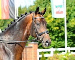 stallion Kyrill (Trakehner, 2007, from Lord Luciano 2)