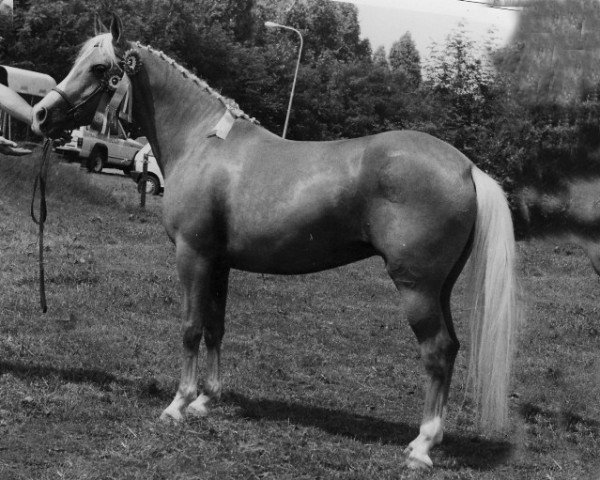 Zuchtstute Goldy (New-Forest-Pony, 1977, von Tom Fool)