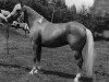 Zuchtstute Goldy (New-Forest-Pony, 1977, von Tom Fool)