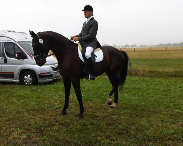 dressage horse Grickus (German Sport Horse, 2006, from Gribaldi)