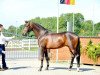 dressage horse Sullivan (Trakehner, 2012, from Singolo)