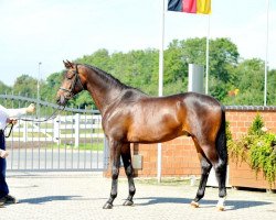 dressage horse Sullivan (Trakehner, 2012, from Singolo)