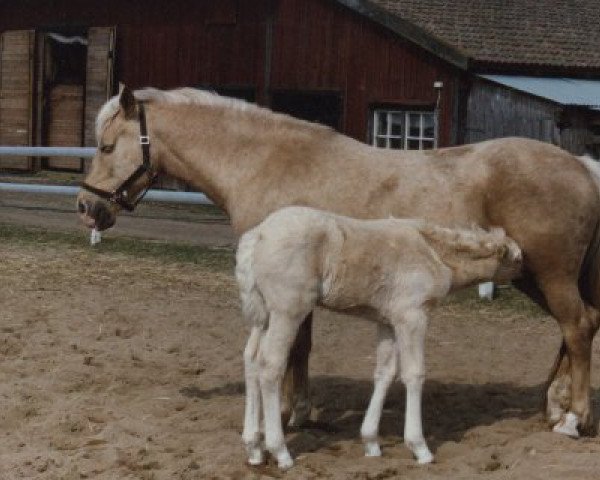 Zuchtstute Fredriksbergs Joan (New-Forest-Pony, 1979, von Leede's Boy)