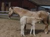 broodmare Fredriksbergs Joan (New Forest Pony, 1979, from Leede's Boy)