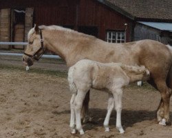 broodmare Fredriksbergs Joan (New Forest Pony, 1979, from Leede's Boy)