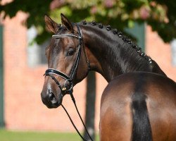 dressage horse Sidney Sun 2 (Trakehner, 2012, from Sidney Bay)